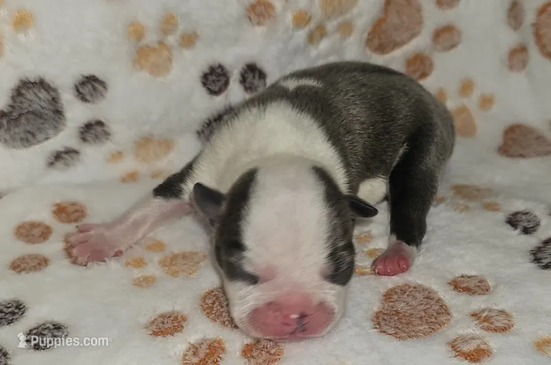 Chief – Boston Terrier puppy for sale in Rolla, MO