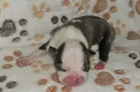 Chief, a male Boston Terrier for sale in Rolla, MO – 1 of 8