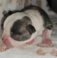 Chief, a male Boston Terrier for sale in Rolla, MO – 5 of 8