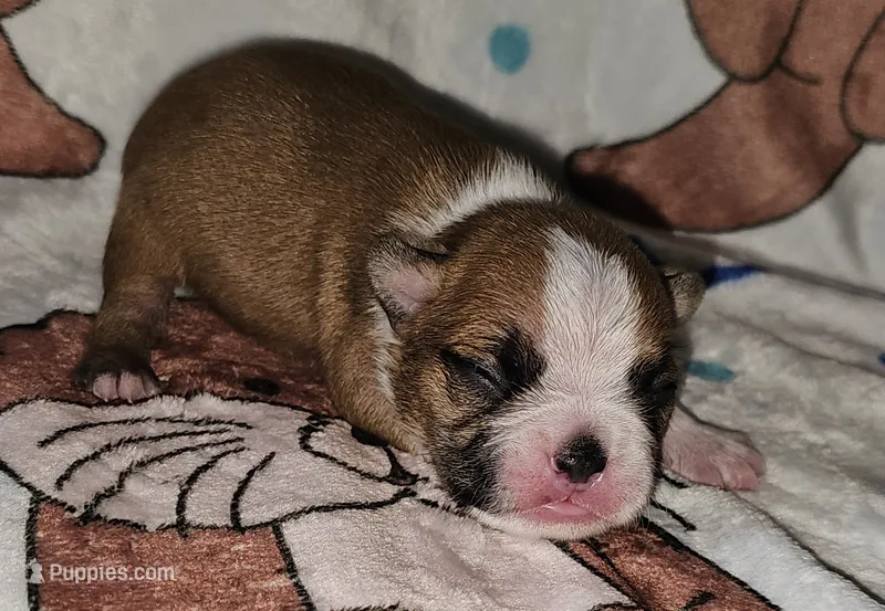 Chance  – Boston Terrier puppy for sale in Rolla, MO