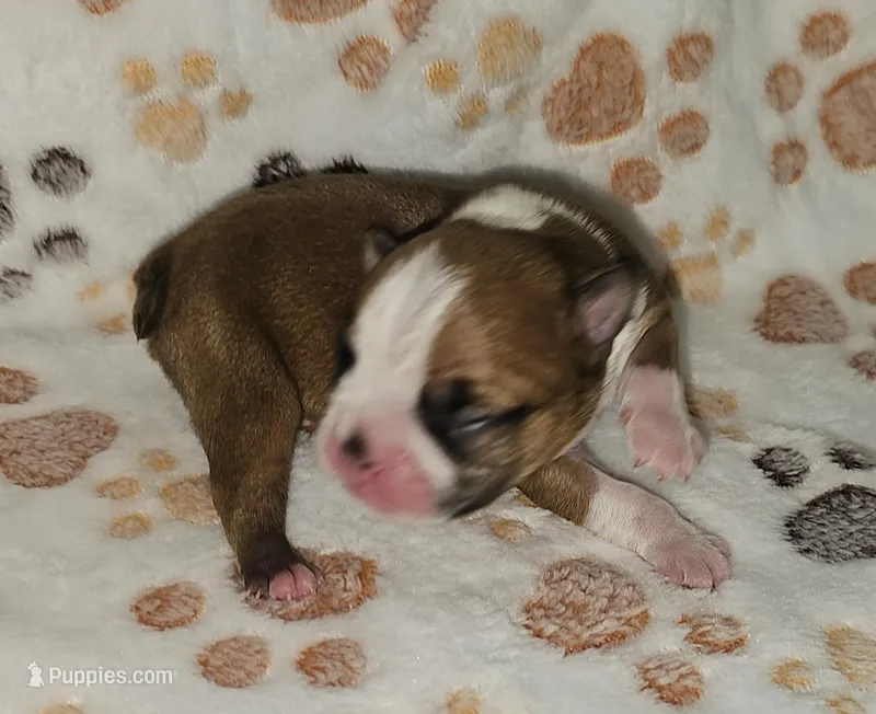 Chance  – Boston Terrier puppy for sale in Rolla, MO