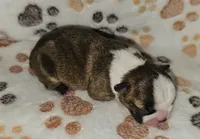 Chase, a male Boston Terrier for sale in Rolla, MO – 4 of 6