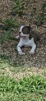 Otto, a male Boston Terrier for sale in Rolla, MO – 7 of 10