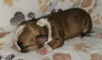 Chance , a male Boston Terrier for sale in Rolla, MO – 3 of 5