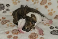 Chase, a male Boston Terrier for sale in Rolla, MO – 3 of 6