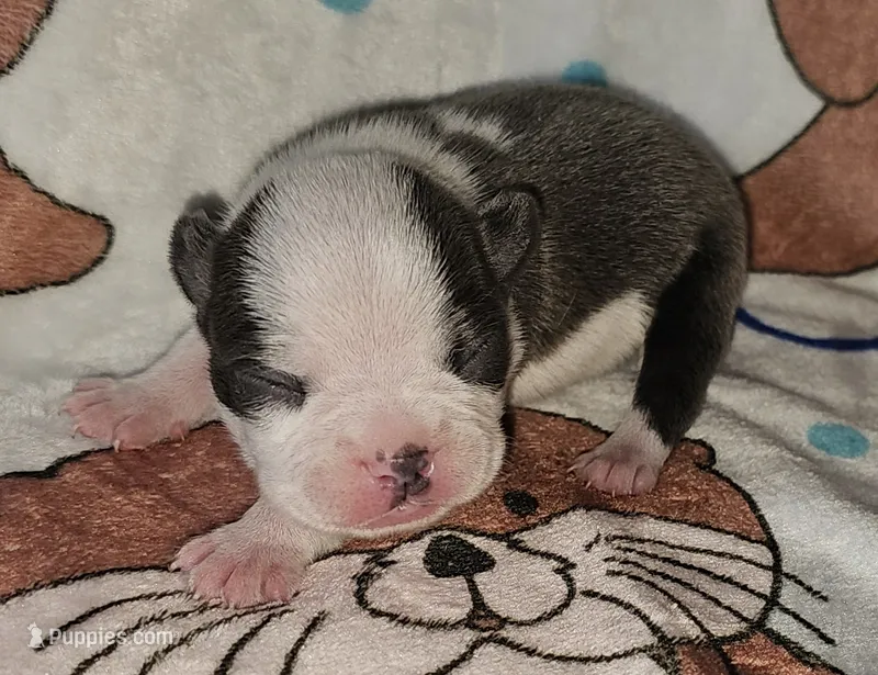 Chief – Boston Terrier puppy for sale in Rolla, MO