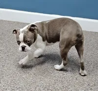 Otto, a male Boston Terrier for sale in Rolla, MO – 6 of 10