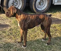 Mocha, a female Boxer for sale in Rolla, MO – Photo 7 of 7