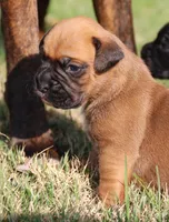 Mocha, a female Boxer for sale in Rolla, MO – Photo 4 of 7