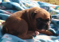 Mocha, a female Boxer for sale in Rolla, MO – Photo 2 of 7