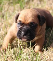 Mocha, a female Boxer for sale in Rolla, MO – Photo 3 of 7