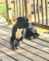 Mocha, a female Boxer for sale in Rolla, MO – Photo 6 of 7