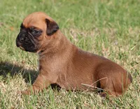 Mocha, a female Boxer for sale in Rolla, MO – Photo 1 of 7