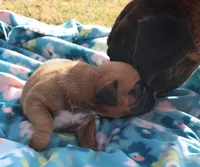 Mocha, a female Boxer for sale in Rolla, MO – Photo 5 of 7