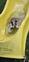 Otto, a male Boston Terrier for sale in Rolla, MO – 10 of 10