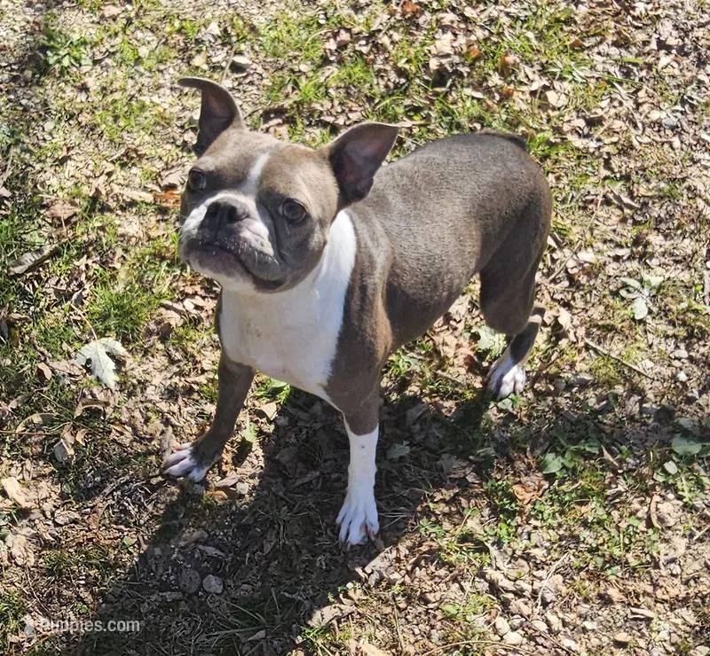 Gracie  – Boston Terrier puppy for sale in Rolla, MO