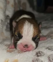 Chance , a male Boston Terrier for sale in Rolla, MO – 2 of 5