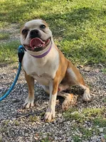 Prince, a male Boston Terrier for sale in Rolla, MO – 8 of 10