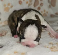 Chase, a male Boston Terrier for sale in Rolla, MO – 6 of 6