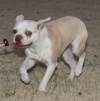 Axel, a male Boston Terrier for sale in Rolla, MO – Photo 3 of 6