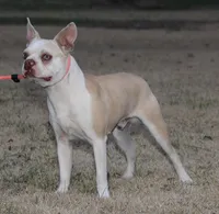 Axel, a male Boston Terrier for sale in Rolla, MO – Photo 2 of 6