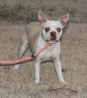 Axel, a male Boston Terrier for sale in Rolla, MO – Photo 4 of 6