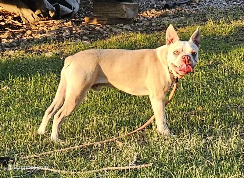 Axel – Boston Terrier puppy for sale in Rolla, MO