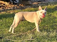 Axel, a male Boston Terrier for sale in Rolla, MO – Photo 1 of 6