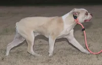 Axel, a male Boston Terrier for sale in Rolla, MO – Photo 5 of 6