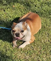 Prince, a male Boston Terrier for sale in Rolla, MO – 4 of 10