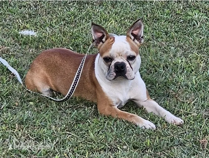 Prince – Boston Terrier puppy for sale in Rolla, MO