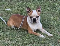 Prince, a male Boston Terrier for sale in Rolla, MO – 1 of 4
