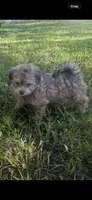 Havanese , a female Havanese for sale in Mount Dora, FL – 2 of 2