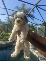 Havanese boy , a male Havanese for sale in Mount Dora, FL – 4 of 4
