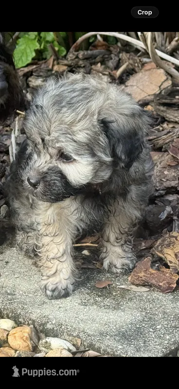 Havanese  – Havanese puppy for sale in Mount Dora, FL