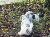 Havanese , a male Havanese for sale in Mount Dora, FL – 2 of 4