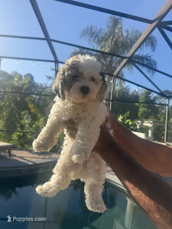 Havanese boy  – Havanese puppy for sale in Mount Dora, FL