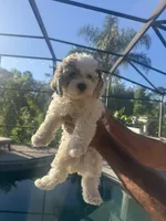 Havanese boy , a male Havanese for sale in Mount Dora, FL – 1 of 4