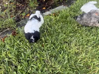 Havanese , a male Havanese for sale in Mount Dora, FL – 4 of 4