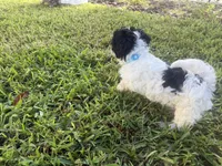 Havanese , a male Havanese for sale in Mount Dora, FL – 3 of 4