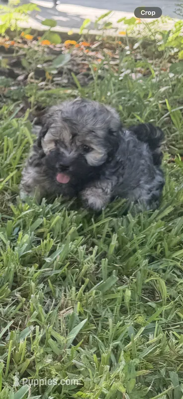 Havanese  – Havanese puppy for sale in Mount Dora, FL