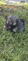 Havanese , a female Havanese for sale in Mount Dora, FL – 1 of 1