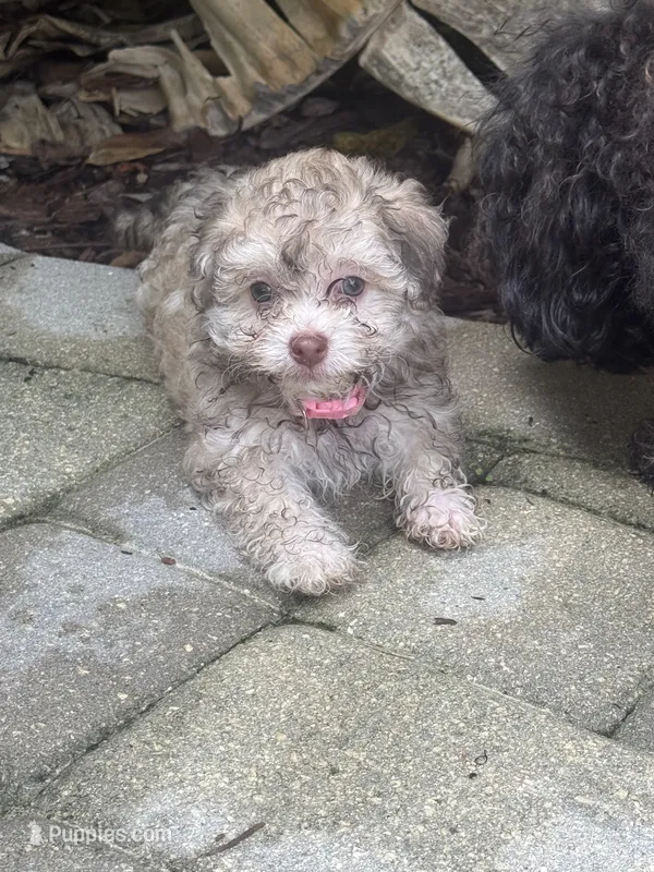 Havanese  – Havanese puppy for sale in Mount Dora, FL