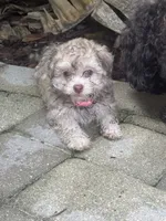 Havanese , a female Havanese for sale in Mount Dora, FL – 1 of 2