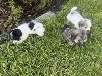 Havanese boy , a male Havanese for sale in Mount Dora, FL – 2 of 4