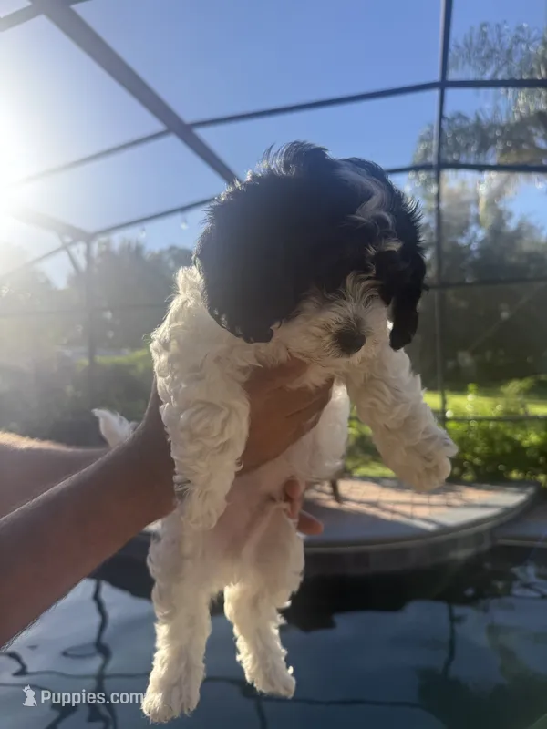 Havanese  – Havanese puppy for sale in Mount Dora, FL