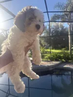 Havanese boy , a male Havanese for sale in Mount Dora, FL – 3 of 4