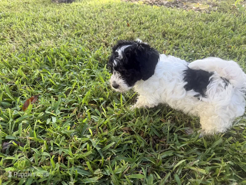 Havanese  – Havanese puppy for sale in Mount Dora, FL