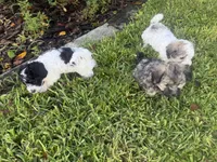 Havanese , a male Havanese for sale in Mount Dora, FL – 2 of 4