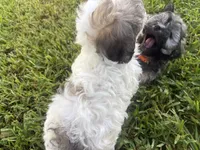 Havanese , a male Havanese for sale in Mount Dora, FL – 3 of 4